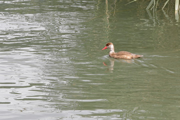 Male Red Crested Pochard in eclipse plumage