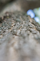 Unschärfe am Baum