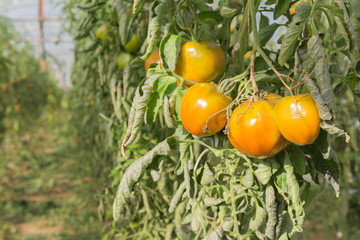 Tomaten im Gewächshaus 