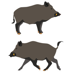 Vector illustration of standing and running wild boars isolated on white background