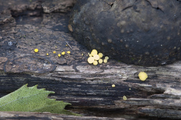 Bisporella citrina [Calycella citrina]