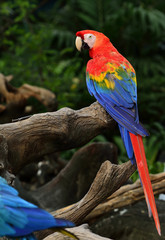 Scarlet macaw parrot bird perching on the wooden log with fine back feathers