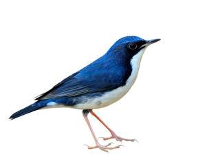 Siberian blue robin (Larvivora cyane) beautiful small white and blue bird migrates to Asia in every winter isolated on white background, lovely bird