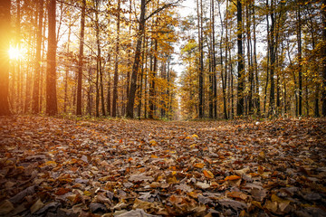 autumn road 