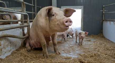 Biological pig farming. Free range pigs. © A