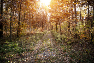 Fototapeta premium autumn road 