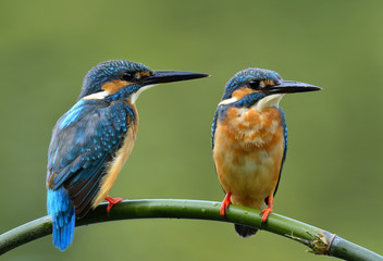 Sweet couple of Common Kingfisher (Alcedo atthis) beautiful blue birds perching together on bamboo branch, lovely bird