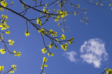 Oak branch with blossoming leaves.