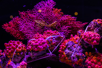 Obraz premium Koral