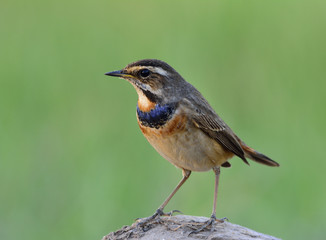 Bluethroat (Luscinia svecica)  winter visitor bird to Thailand with less blue color on its throat 