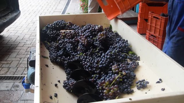 V&euml;nd&euml;mmia Vendemmia Vendimia Vendange Video Vindima &Tau;&rho;ύ&gamma;&omicron;&sigmaf; Harvest wine Producci&oacute;n del vino Vinificazione Traubenlese harvesting of wine בציר grapes ヴィンテージ 收穫 葡萄酒 Winobranie &Aring;rg&aring;ng Verema Winemaking 
