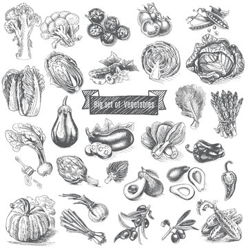 Vector illustration sketch - big set of vegetables.