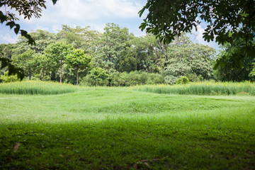 Atmosphere of nature Inside the Public park and have sky was background.
