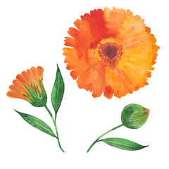 watercolor calendula flower - obrazy, fototapety, plakaty