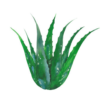 Watercolor Aloe Vera