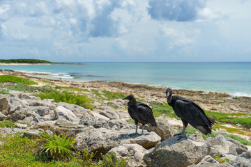 Fototapeta premium two black vultures on the seashore with a blue sky. Cozumel, Mexico.