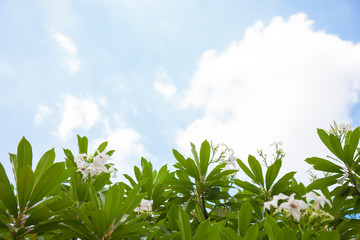 white flower of leaf nature and have sky was background 