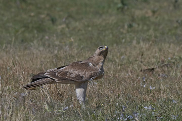 Bonellis eagle (Aquila fasciata)