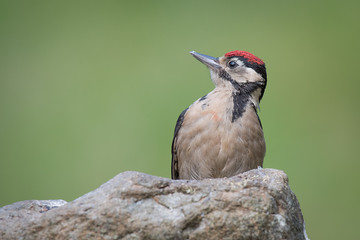 portrait of a juvenile great spotted woodpecker on a rock staring to the left against a green...