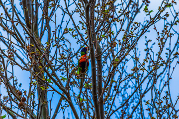 レインボーロリキート