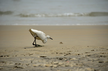 Seagull hunting a crab