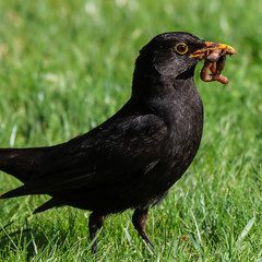 Amsel mit Futter