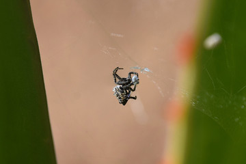 Spider packaging up its prey in web