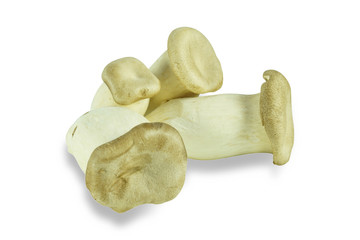 Oringi mushroom isolated on white background, Japanese mushroom