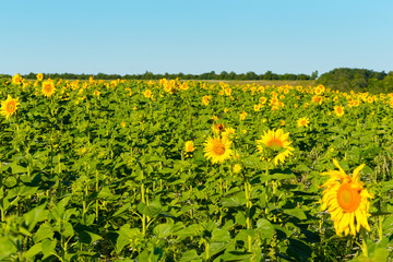 yellow sunflower