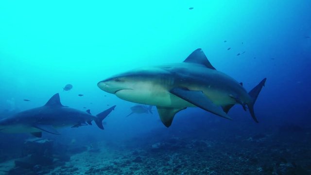 Divers watch Fiji sharks, underwater POV