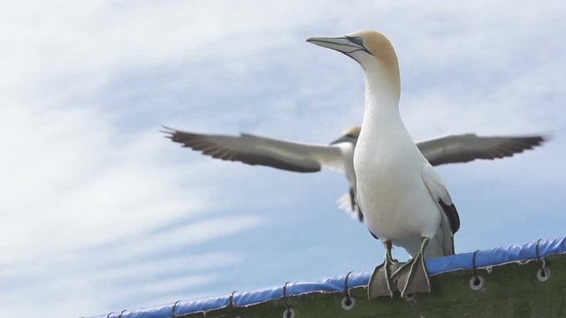 Australasian Gannet 