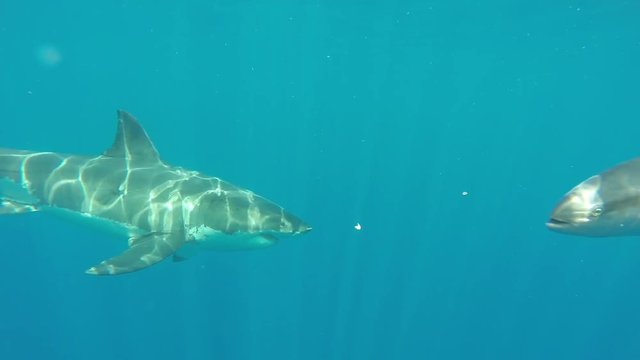 Underwater, great white shark swims in ocean