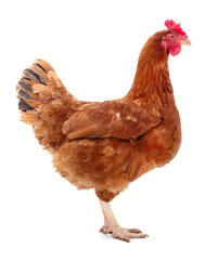 Brown hen isolated.