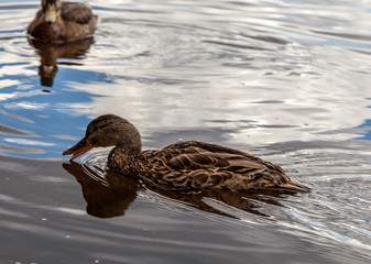 A Pair of American Black Ducks Swimming in a Body of Water