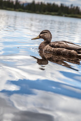 American Black Duck Swimming in an Alpine Lake in the Rocky Mountains of Colorado