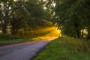 Early Morning Sunrise.
Sun rays shining through trees onto a country road in East Yorkshire.
