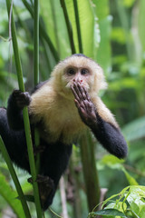 wild Capuchin (howler) monkey with hand over mouth holding onto tree © Paul