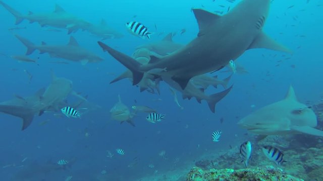 POV, sharks swim between fish