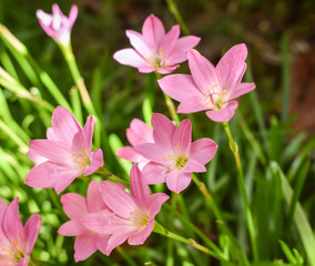 Beautiful highlighted pink rain lily or Zephyranthes grandiflora flower with shady garden background. Some folks in Thailand call it ground Lily.
