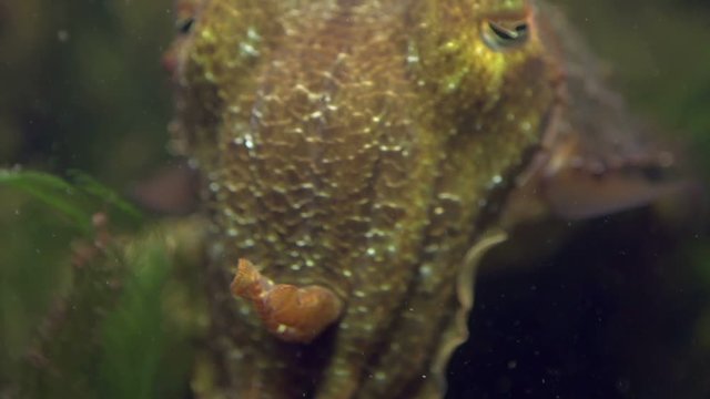 A cuttle fish in the ocean.
