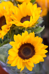 Sun Flowers