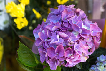 Fototapeta premium Flower beauty