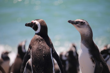 Pinguins de Magalhães