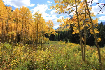Fall Colors, Aspen Colorado