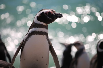 Pinguins de Magalhães