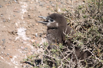 Pinguins de Magalhães