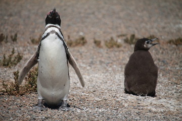 Fototapeta premium Pinguins de Magalhães