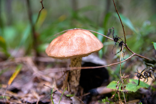 boletus mushroom growing in a forest clearing 
