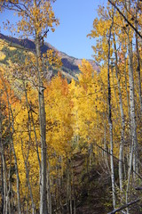 Fototapeta premium Fall Colors Aspen, Colorado