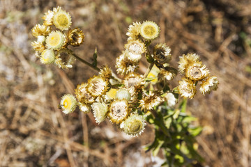Geel sewejaartjie or yellow everlasting